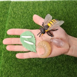 Figurines éducatives cycle de croissance d'une abeille